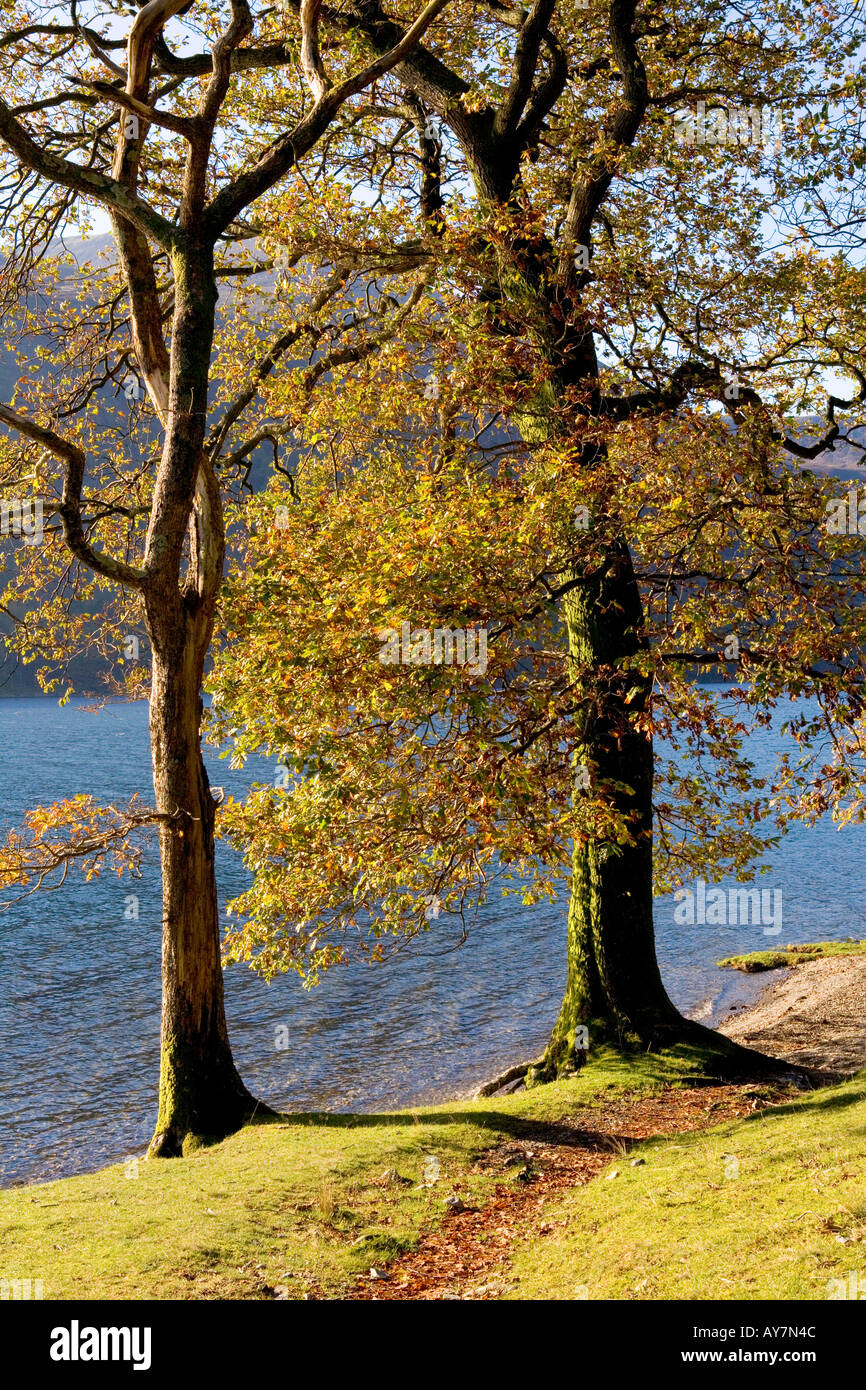 The eastern shores of Buttermere in the Lake District, Cumbria in the autumn. Pike Rigg woods. Stock Photo