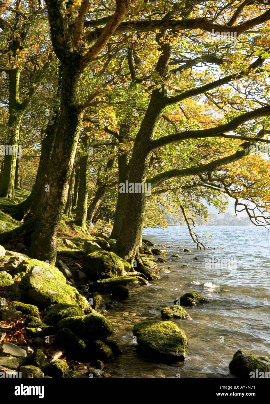 Buttermere, Lake District, Cumbria. The eastern shores of Buttermere in the Lake District, Cumbria in the autumn. Pike Rigg wood Stock Photo