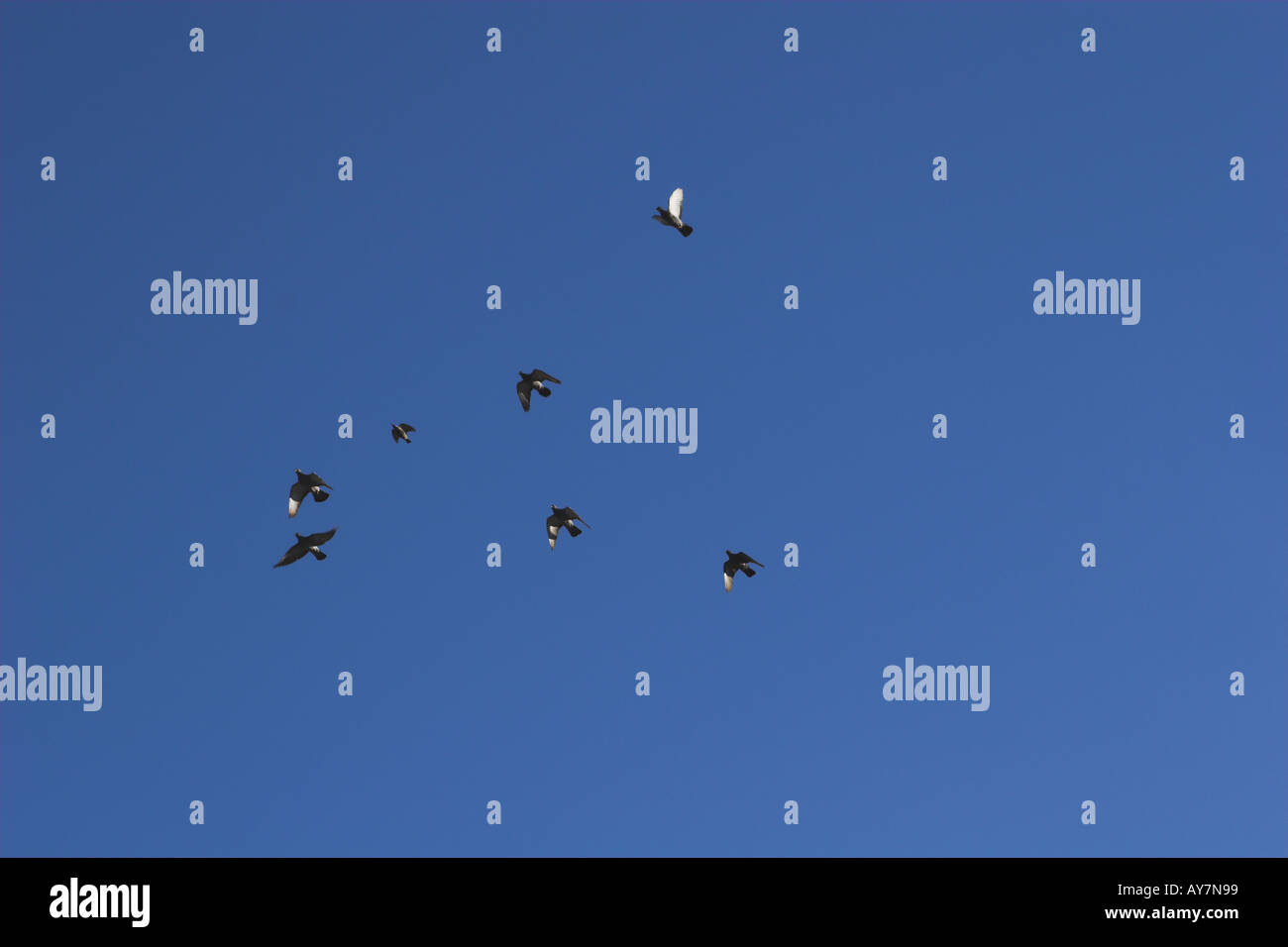 Two birds flying above clouds hi-res stock photography and images - Alamy