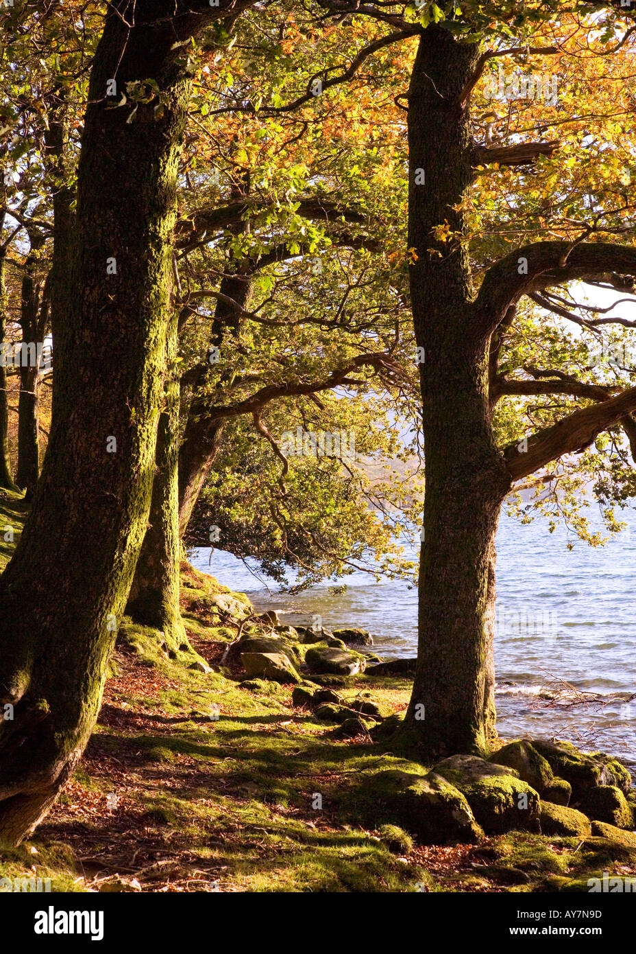 Buttermere, Lake District, Cumbria. The eastern shores of Buttermere in the Lake District, Cumbria in the autumn. Pike Rigg wood Stock Photo