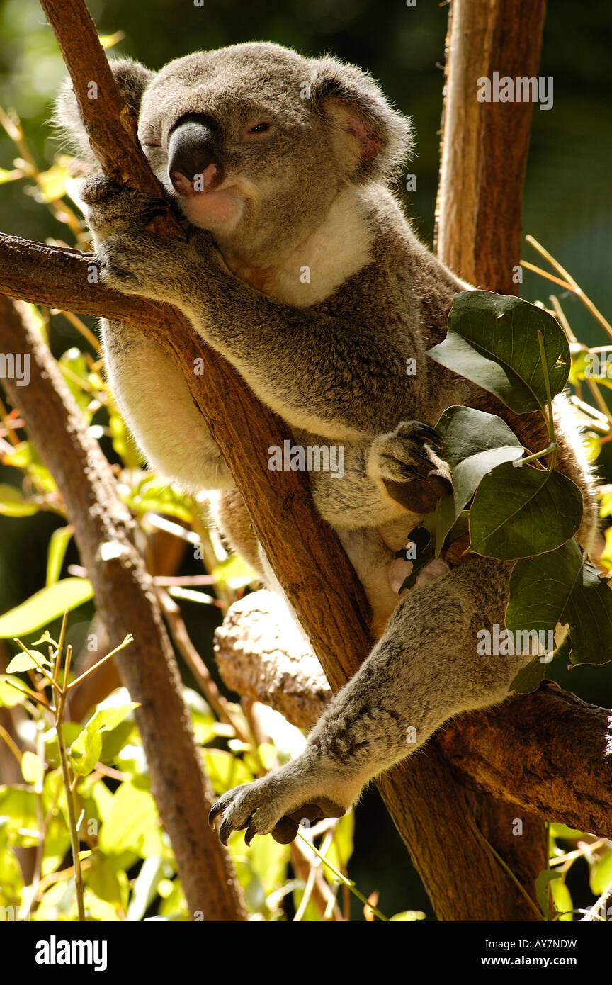 Koala bear australia hi-res stock photography and images - Alamy