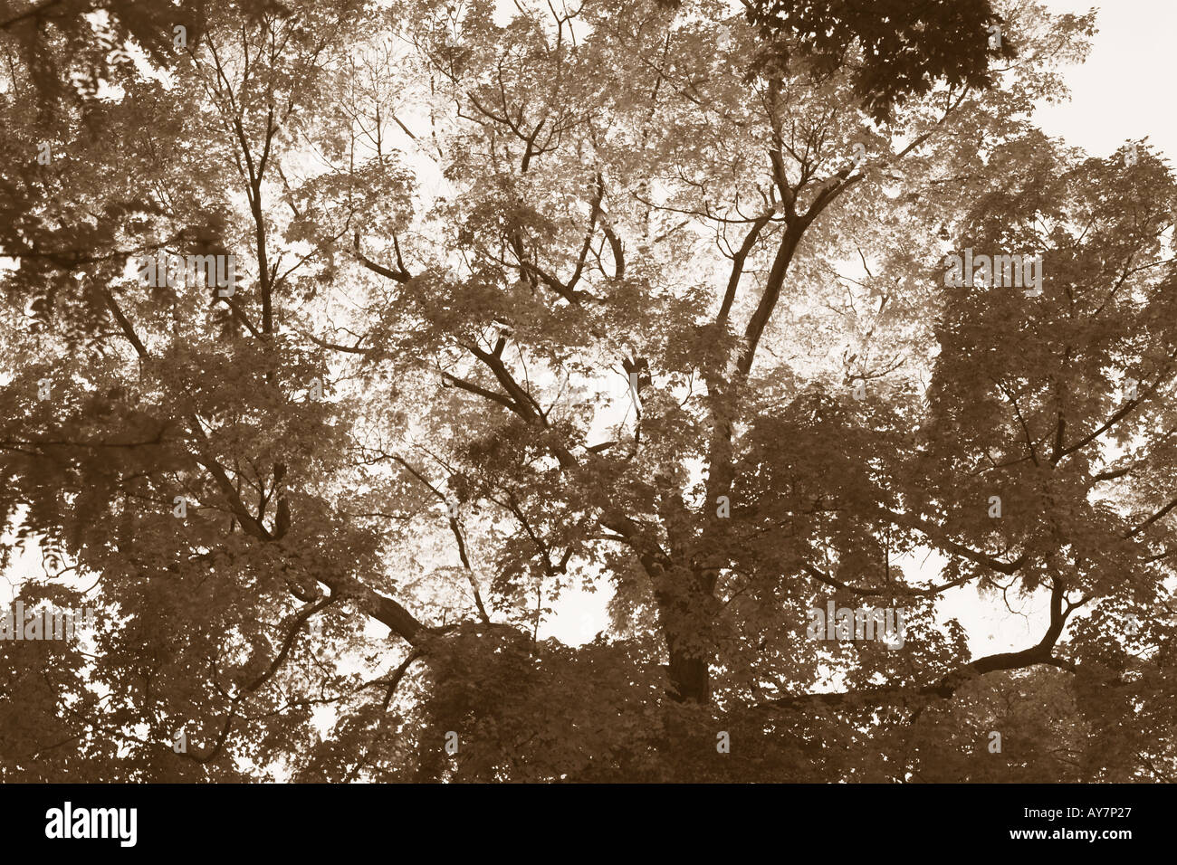 Horizontal Sepia Tone image of tree branches and leaves. Stock Photo