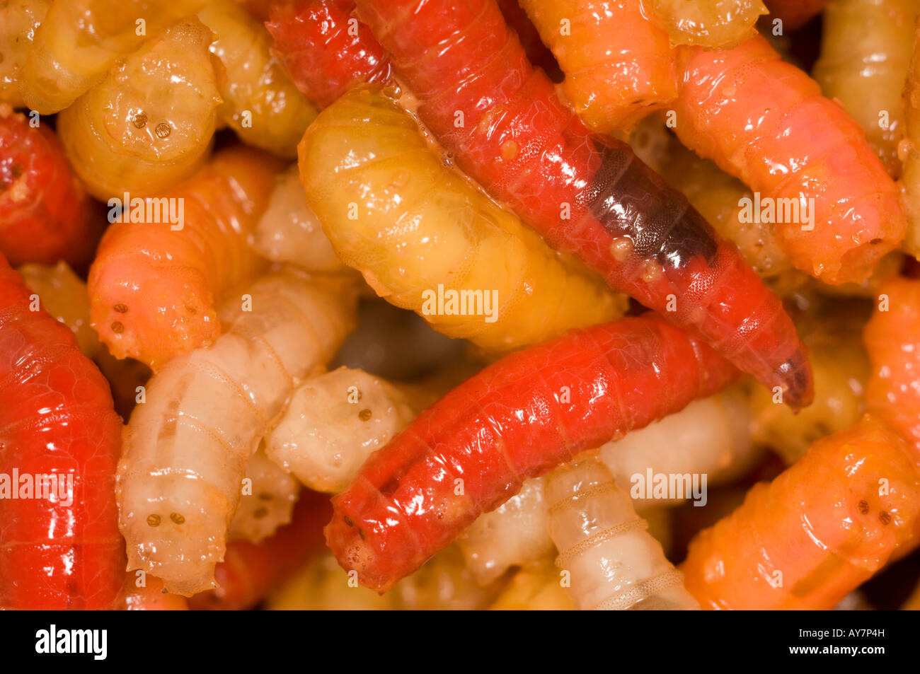 Coloured Maggots used for fishing bait Stock Photo Alamy