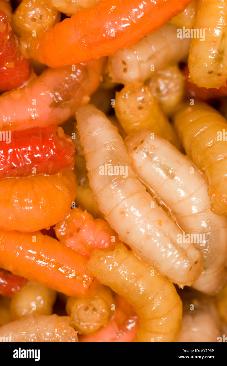 Coloured Maggots used for fishing bait Stock Photo - Alamy