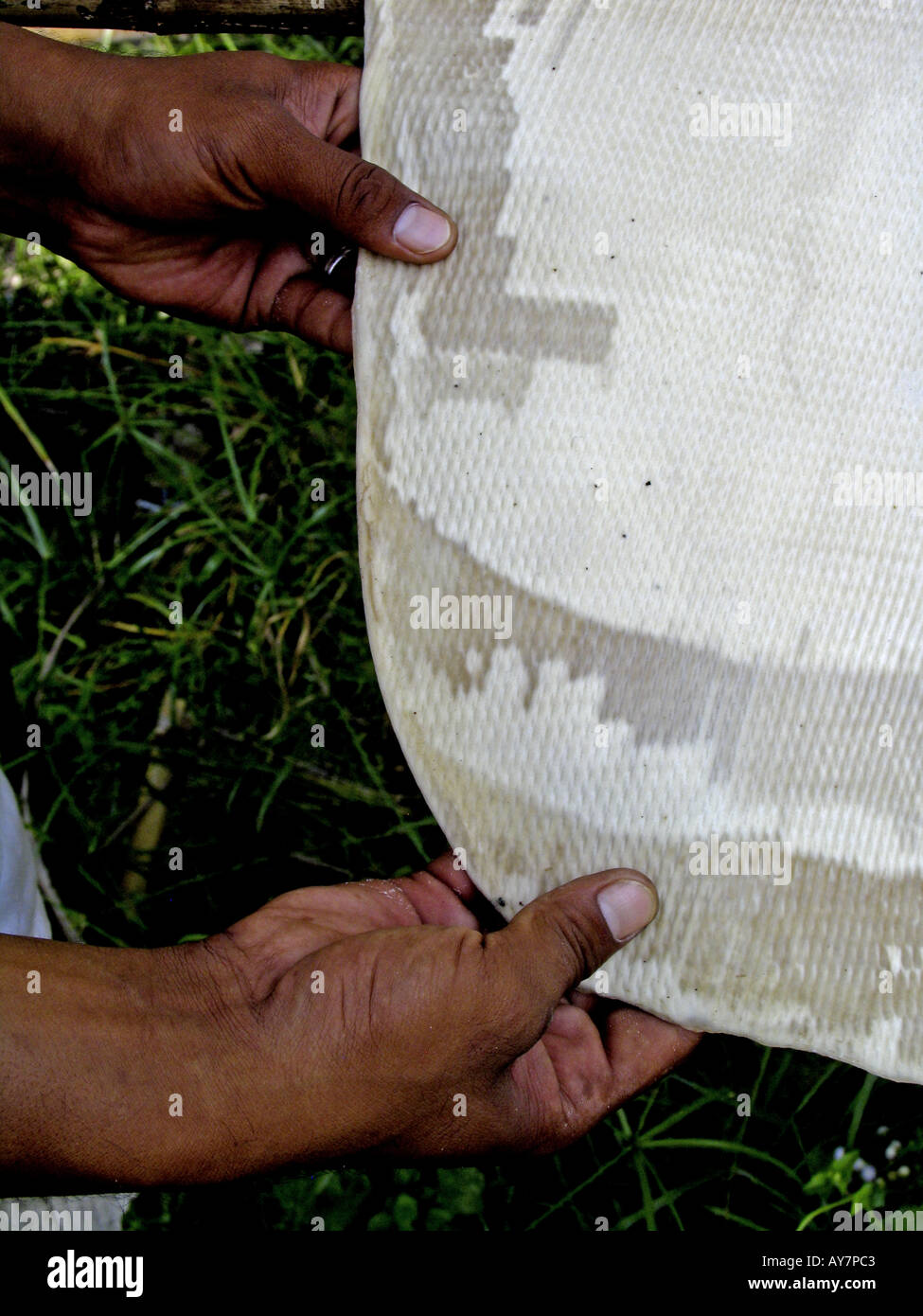 Man shows drying sheets of latex rubber on rack Ko Muk island Thailand Stock Photo