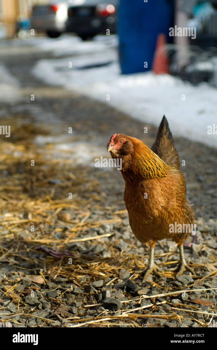 A portrait of a chicken crossing the road Stock Photo - Alamy