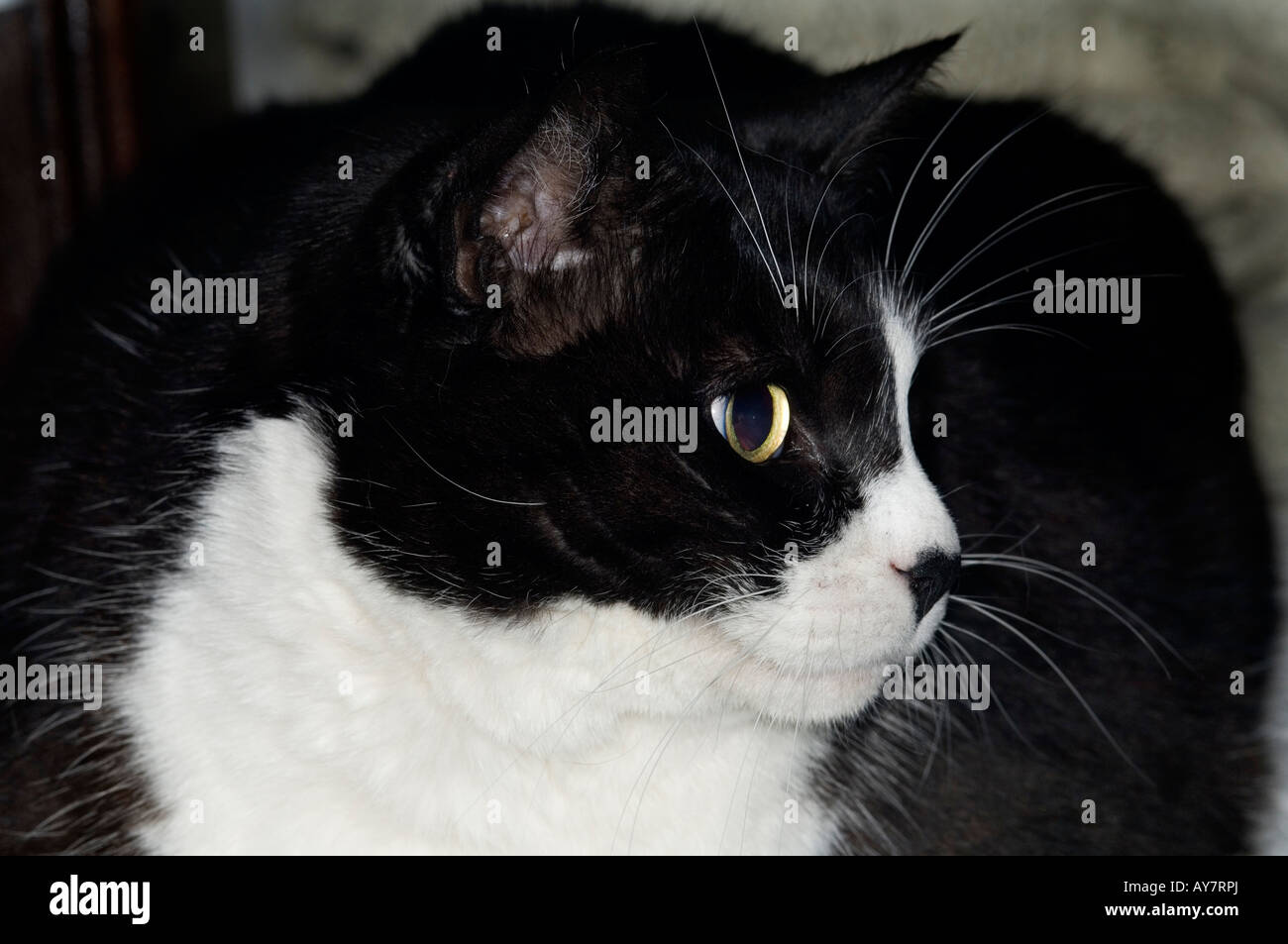 Closeup portrait of a black and white cat Stock Photo - Alamy