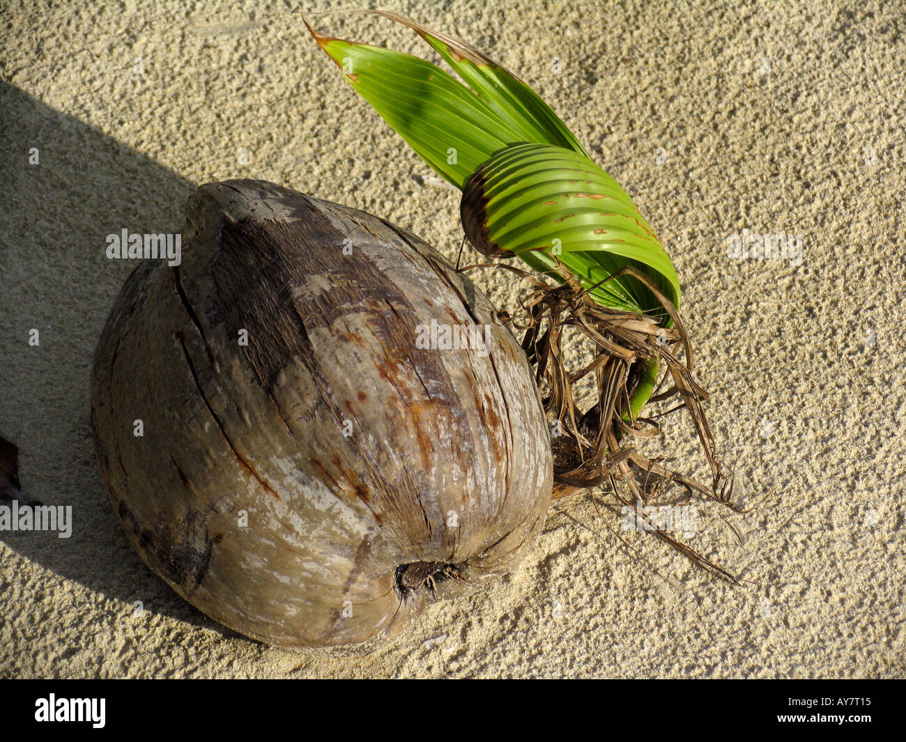 Green shoot coconut in sand Ko Muk island Thailand Stock Photo
