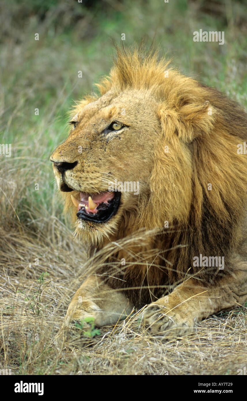 Male south african lion hi-res stock photography and images - Alamy