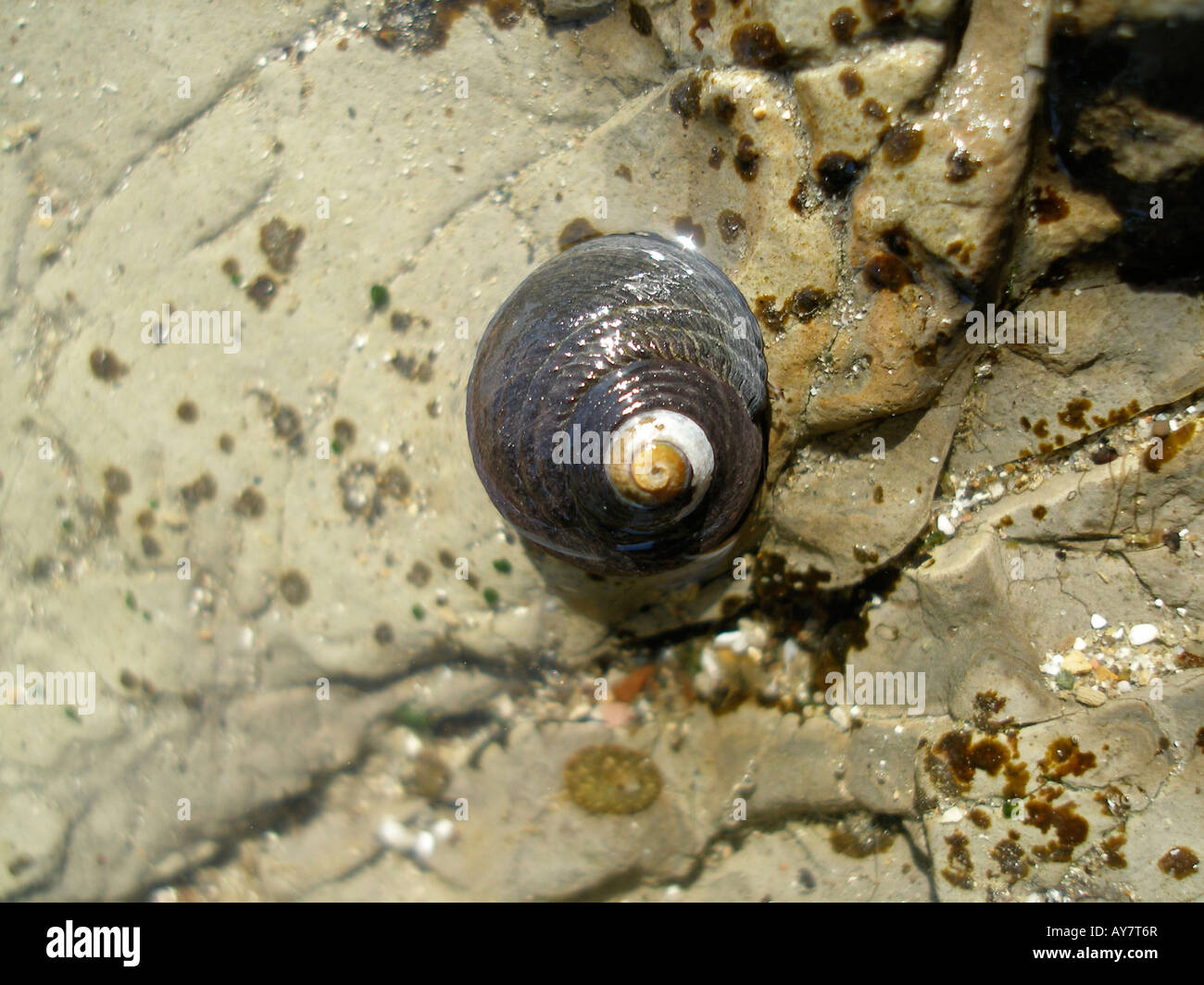 Snail on in a tide pool on a beach in california Stock Photo Alamy