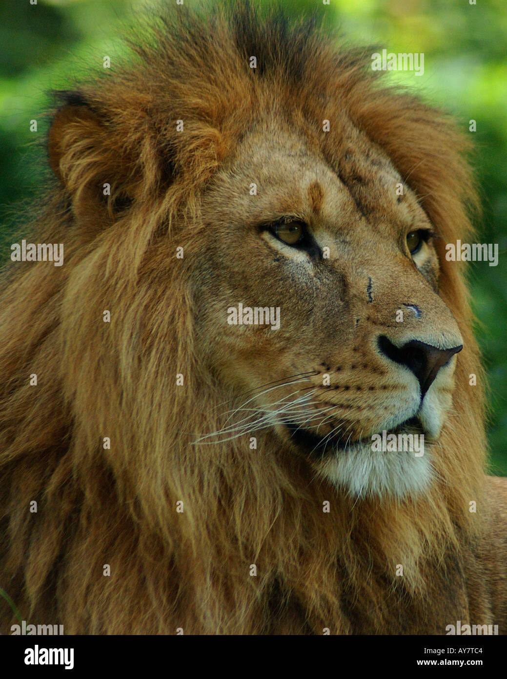 A Regal Lion Stock Photo