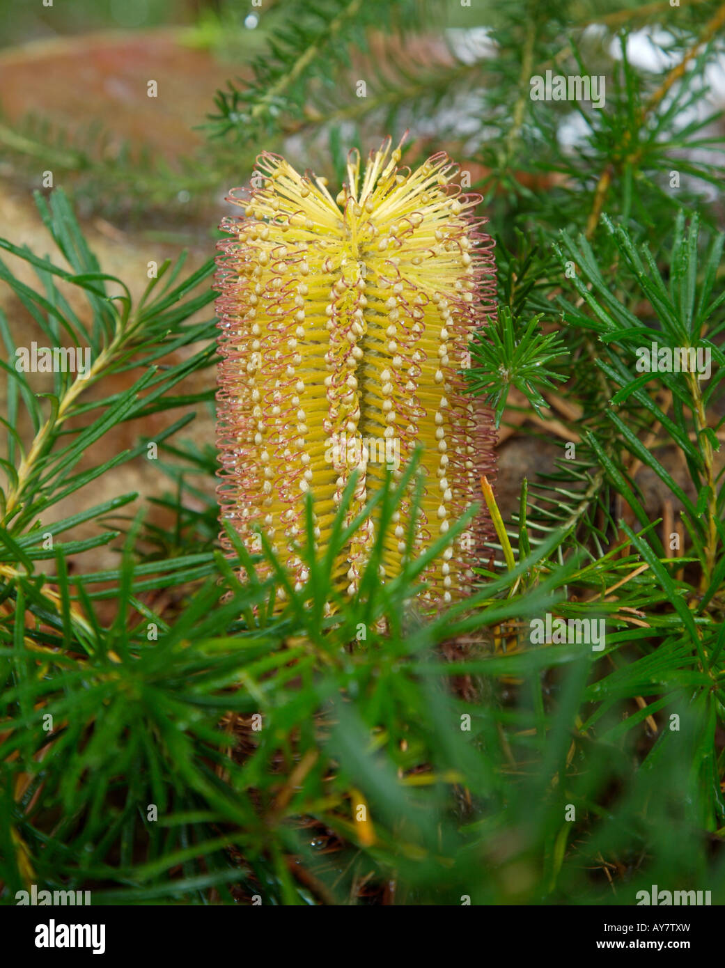 Banksia Flower Birthday Candles a variant from Banksia Spinulosa or