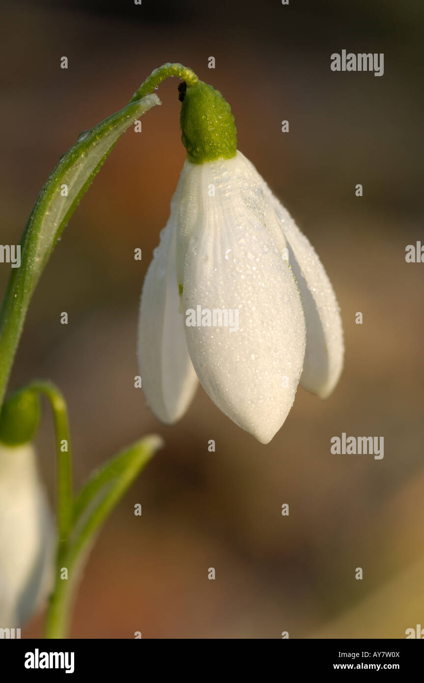 Snowdrop galanthus nivalis Stock Photo