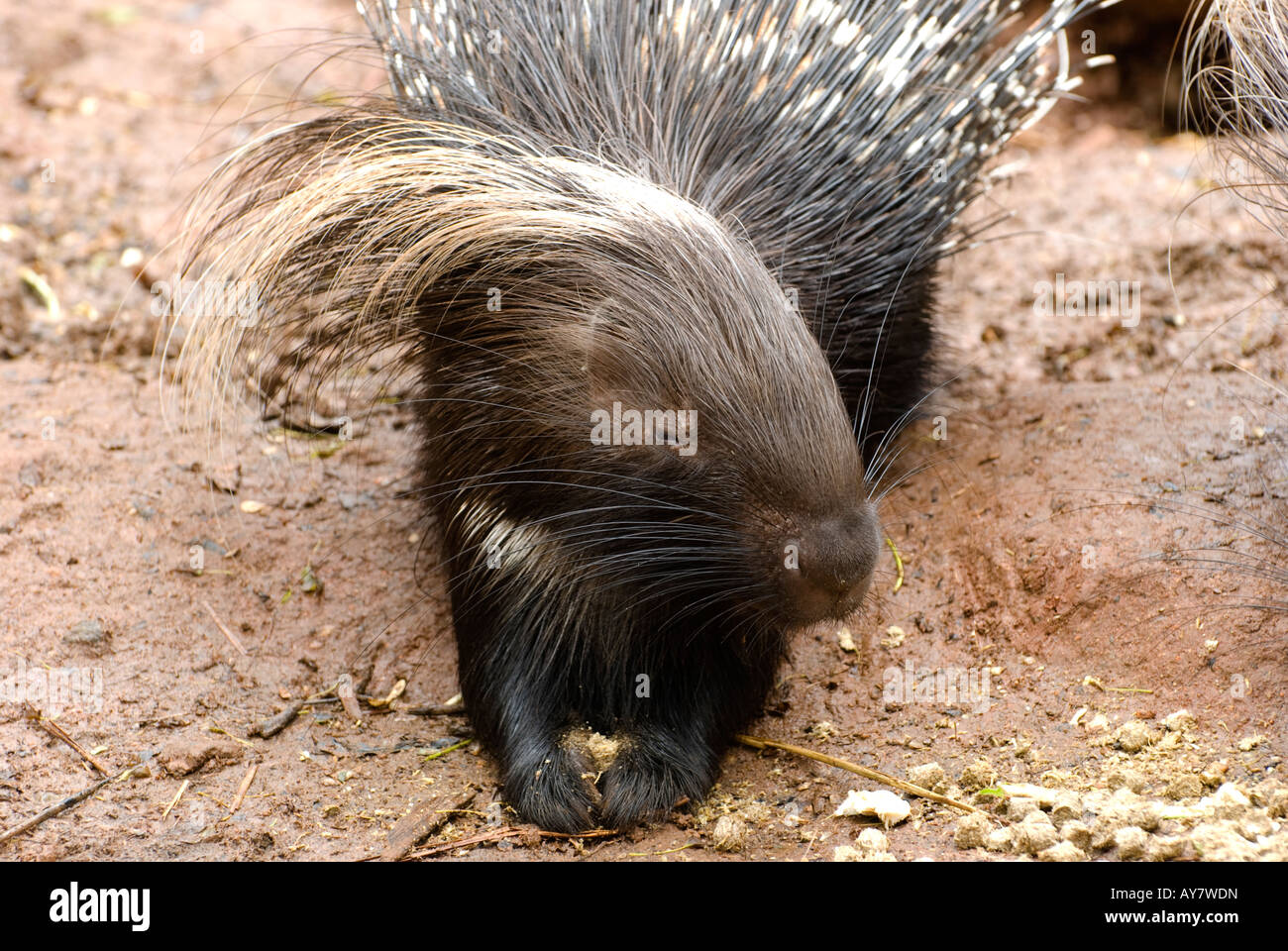 Porcupine eating food Stock Photo - Alamy