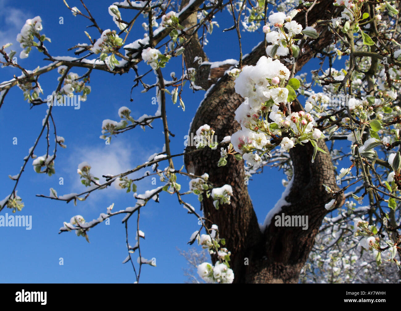 pear-pyrus-cultivar-tree-blossom-stock-photo-alamy