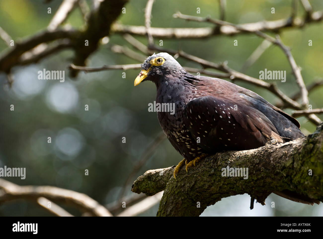 African olive pigeon Stock Photo