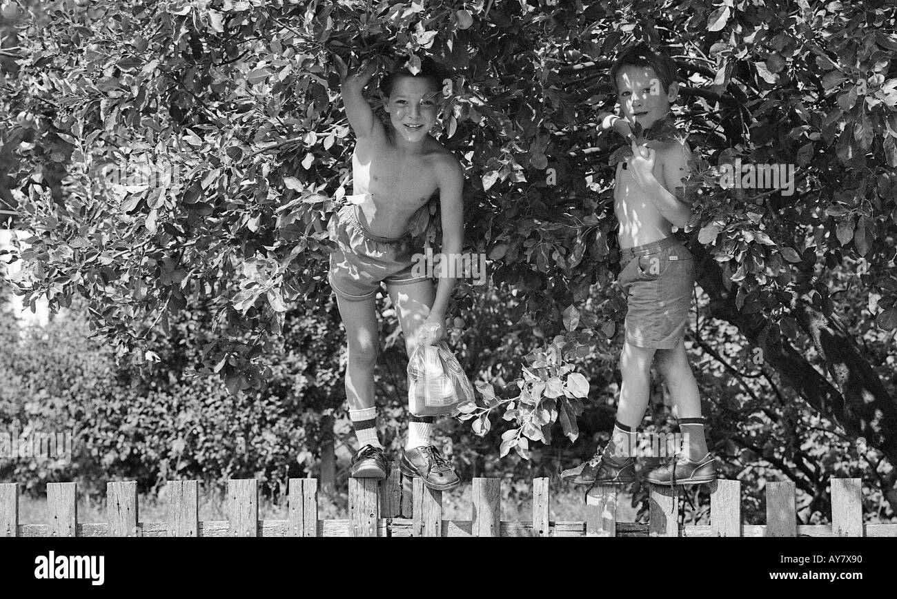 Shot of two smiling boys standing on a fence to stealing apples from the tree. Stock Photo