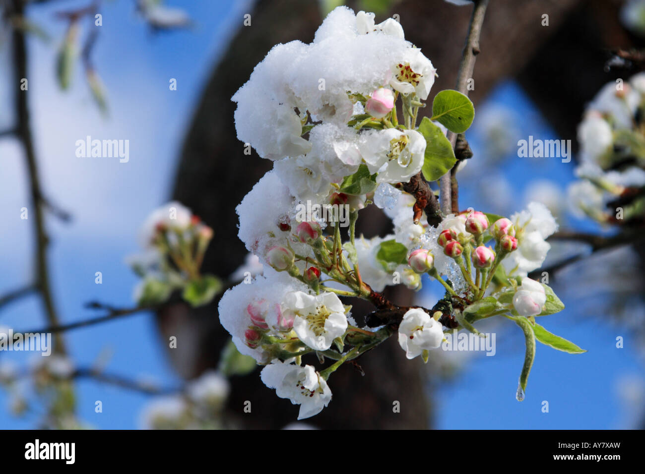 Melting Snow on Pear Blossom (Pyrus cultivar) Stock Photo