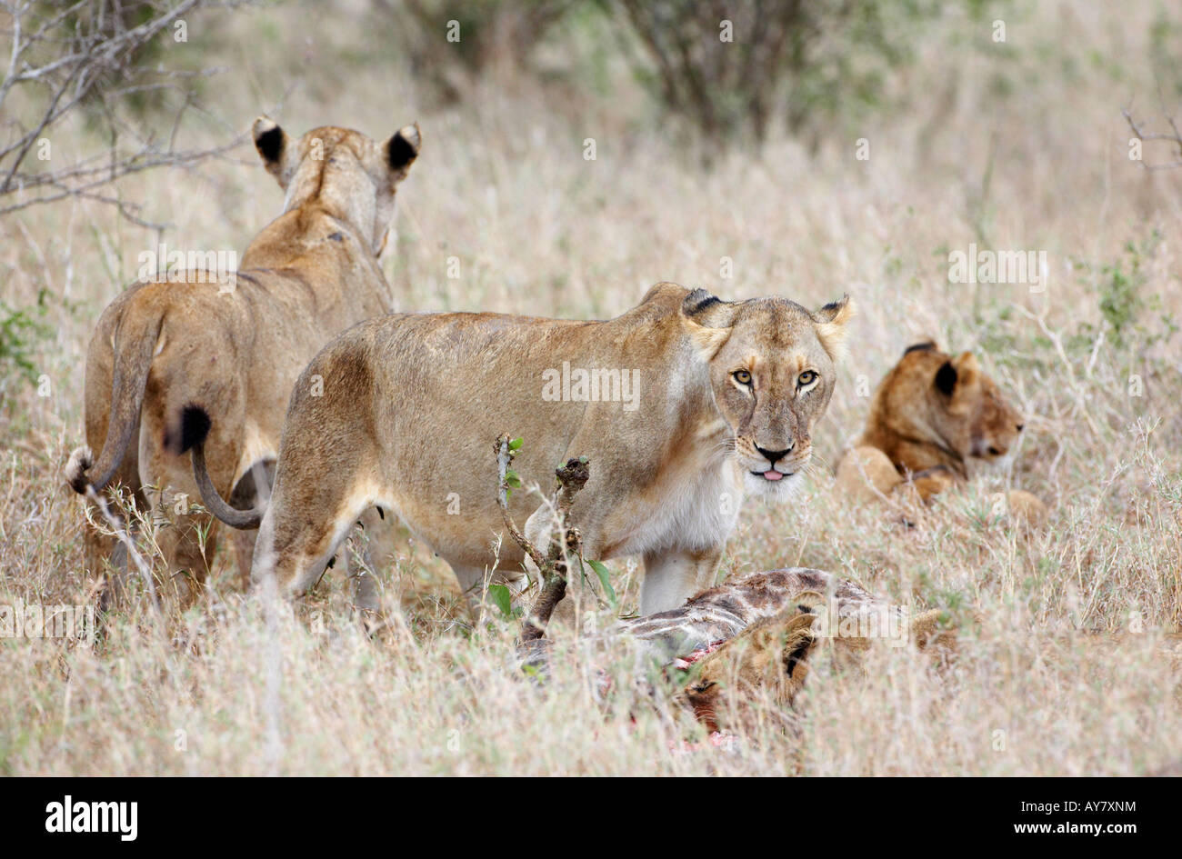 Pride of Lions (Panthera leo) on a Giraffe kill Stock Photo - Alamy