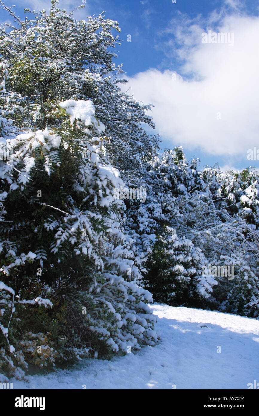 Snow Laden Garden Stock Photo