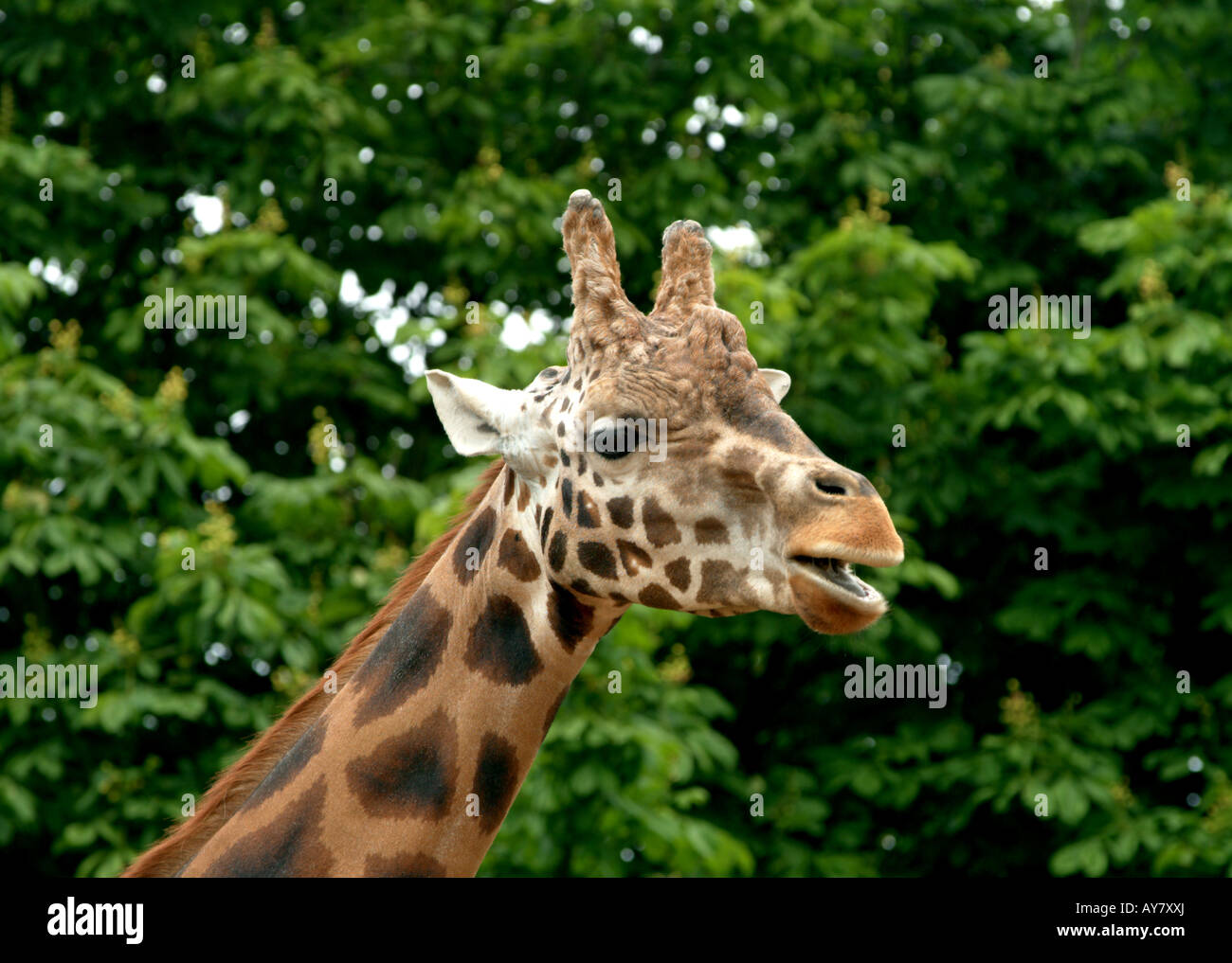 Head of giraffe Edinburgh zoo mouth open looking at camera green leaves behind Stock Photo