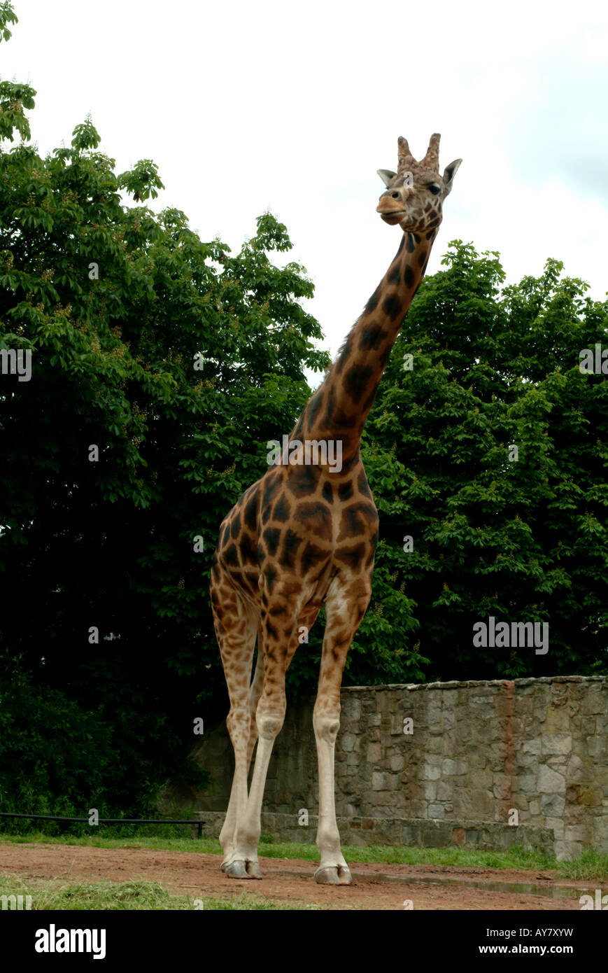 A giraffe in Edinburgh zoo standing looking at camera green trees behind Stock Photo