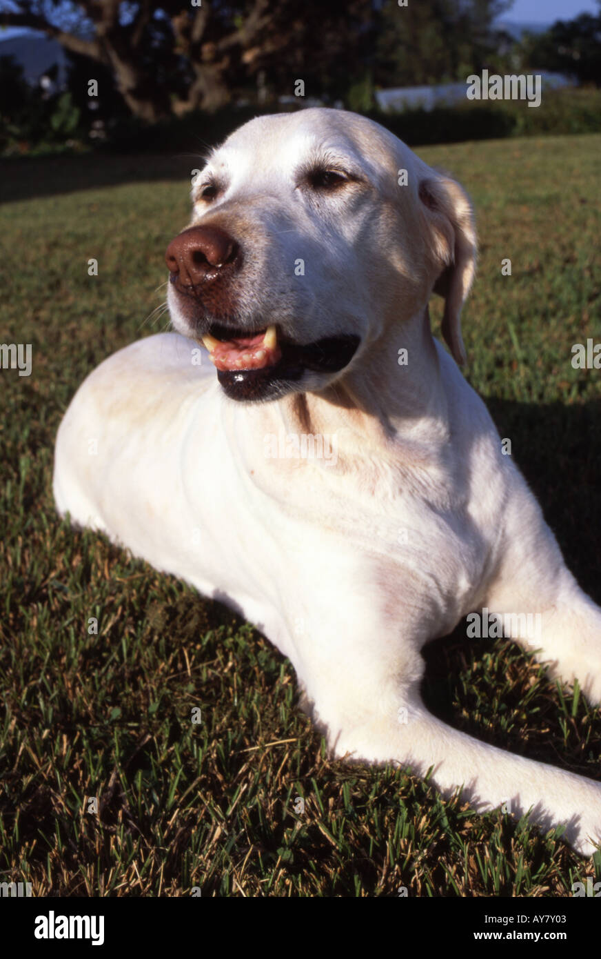 How Old Is A 10 Year Old Labrador