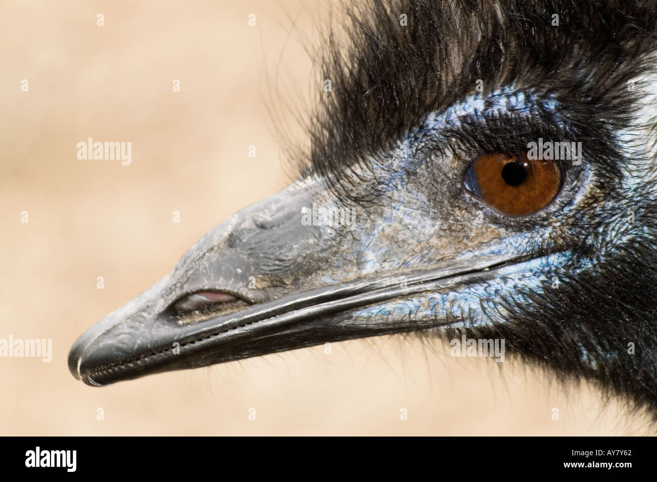 Emu or   EMU DROMAIUS NOVAEHOLLANDIAE Stock Photo