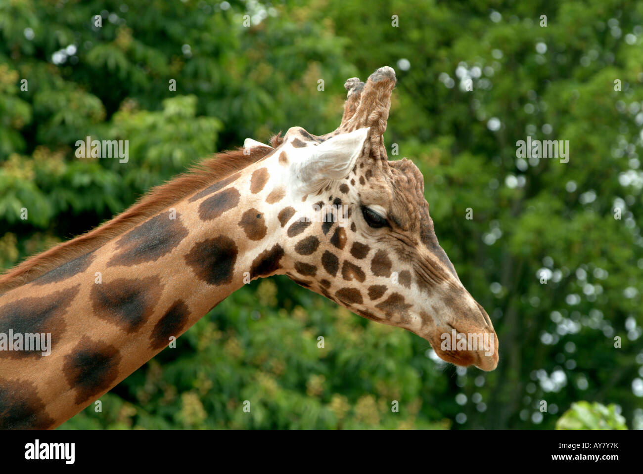 side view of head of giraffe Edinburgh zoo green leaves behind Stock Photo