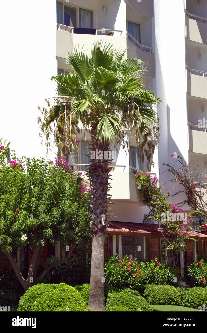 Palm Tree Outside Apartment Block In Icmeler Turkey Stock Photo