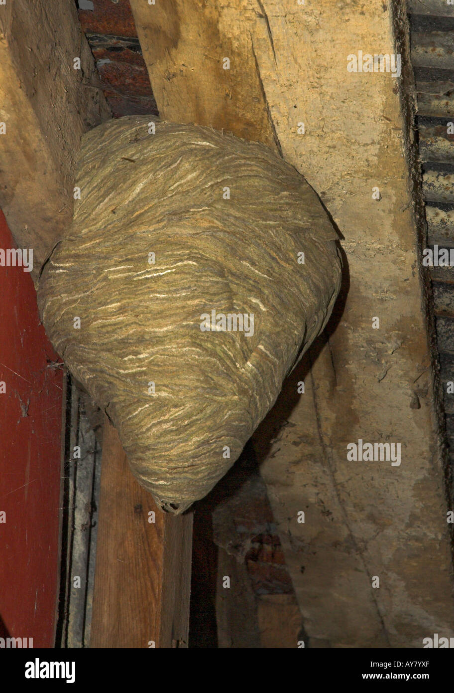 Wasp nest in barn. Stock Photo