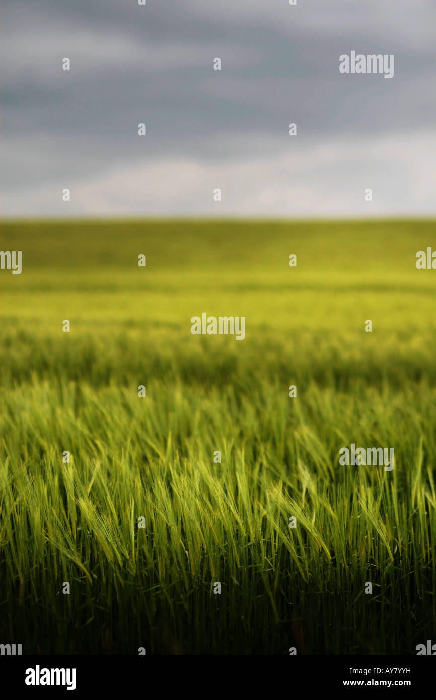 Barley field hi-res stock photography and images - Alamy