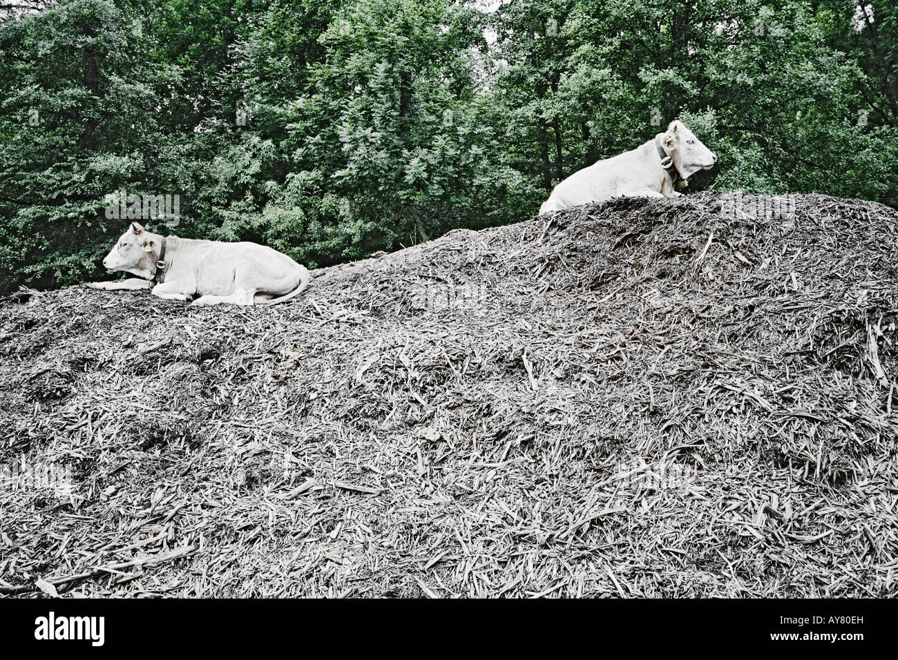 Two Cows Sitting On Hill Looking In Opposite Directions Stock Photo
