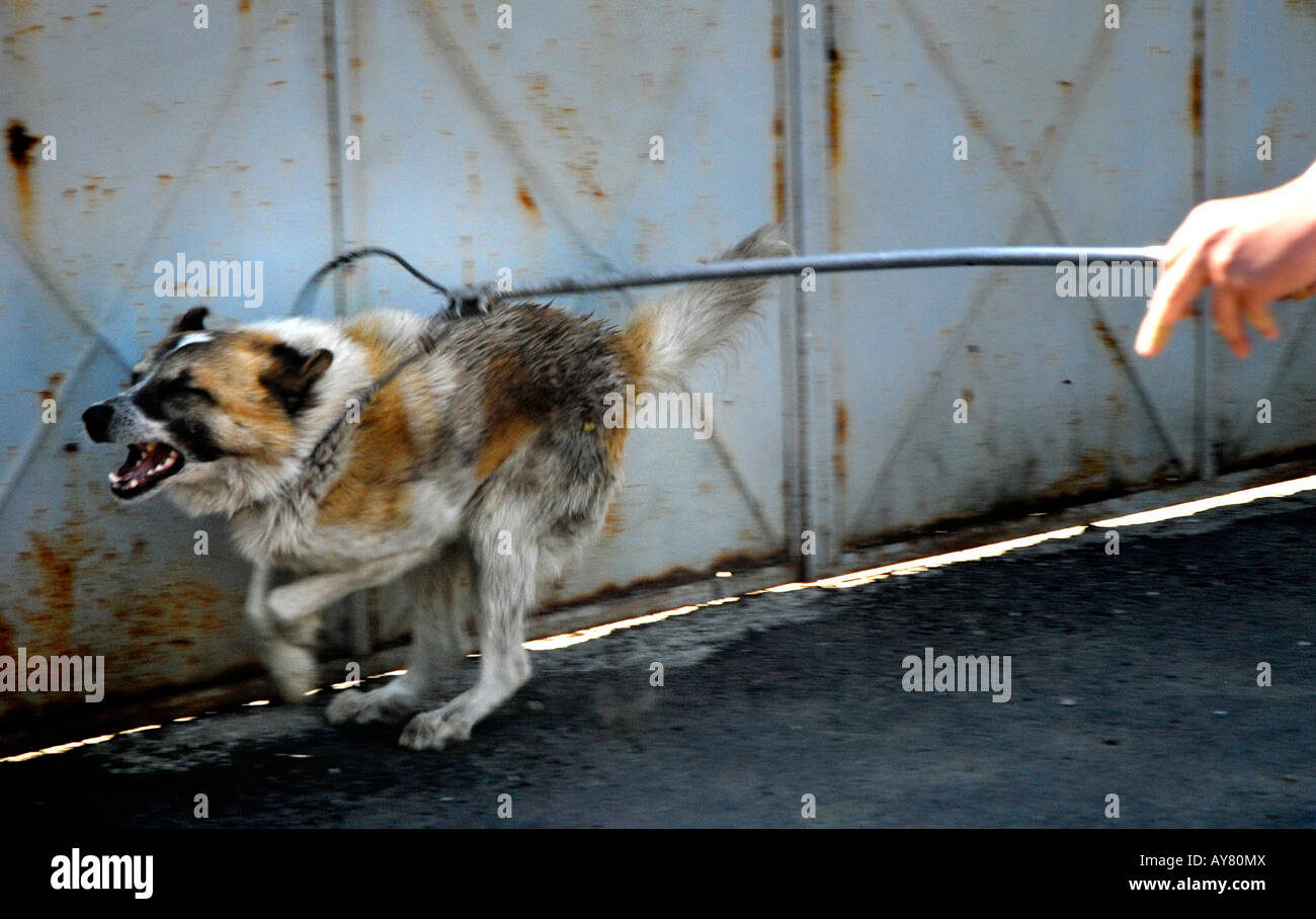 dog catchers in Bucharest, Romania's capital, Eastern Europe. The city government reports that 9,000 people are bitten each year Stock Photo