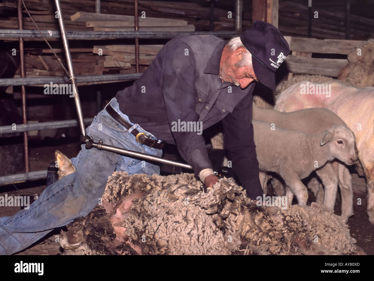 A Hispanic man shearing sheep on the Bar-Guitar Ranch, in Picacho, New Mexico. Stock Photo