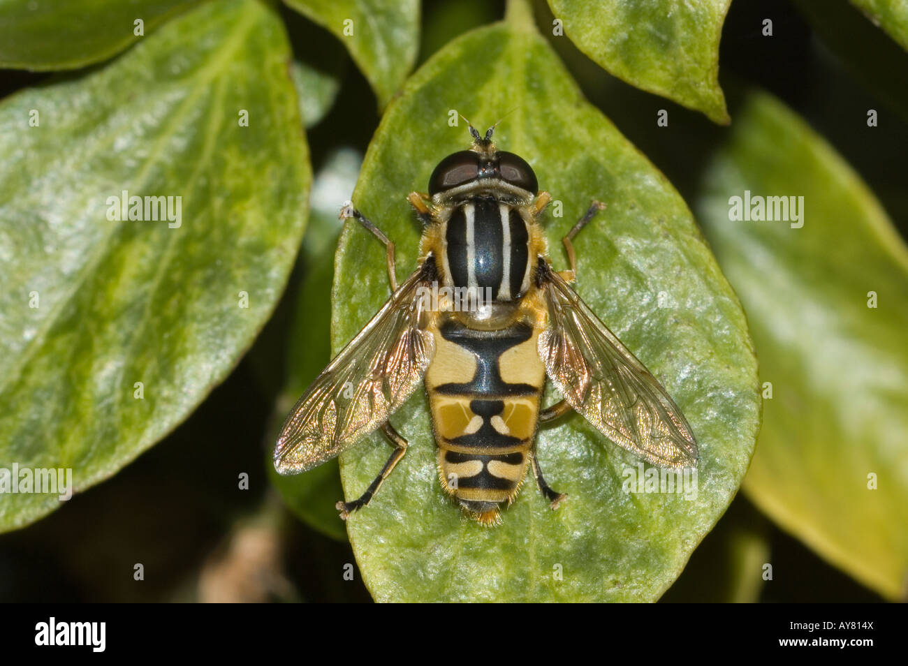 Sunfly on Leaf (Helophilus pendulus Stock Photo - Alamy