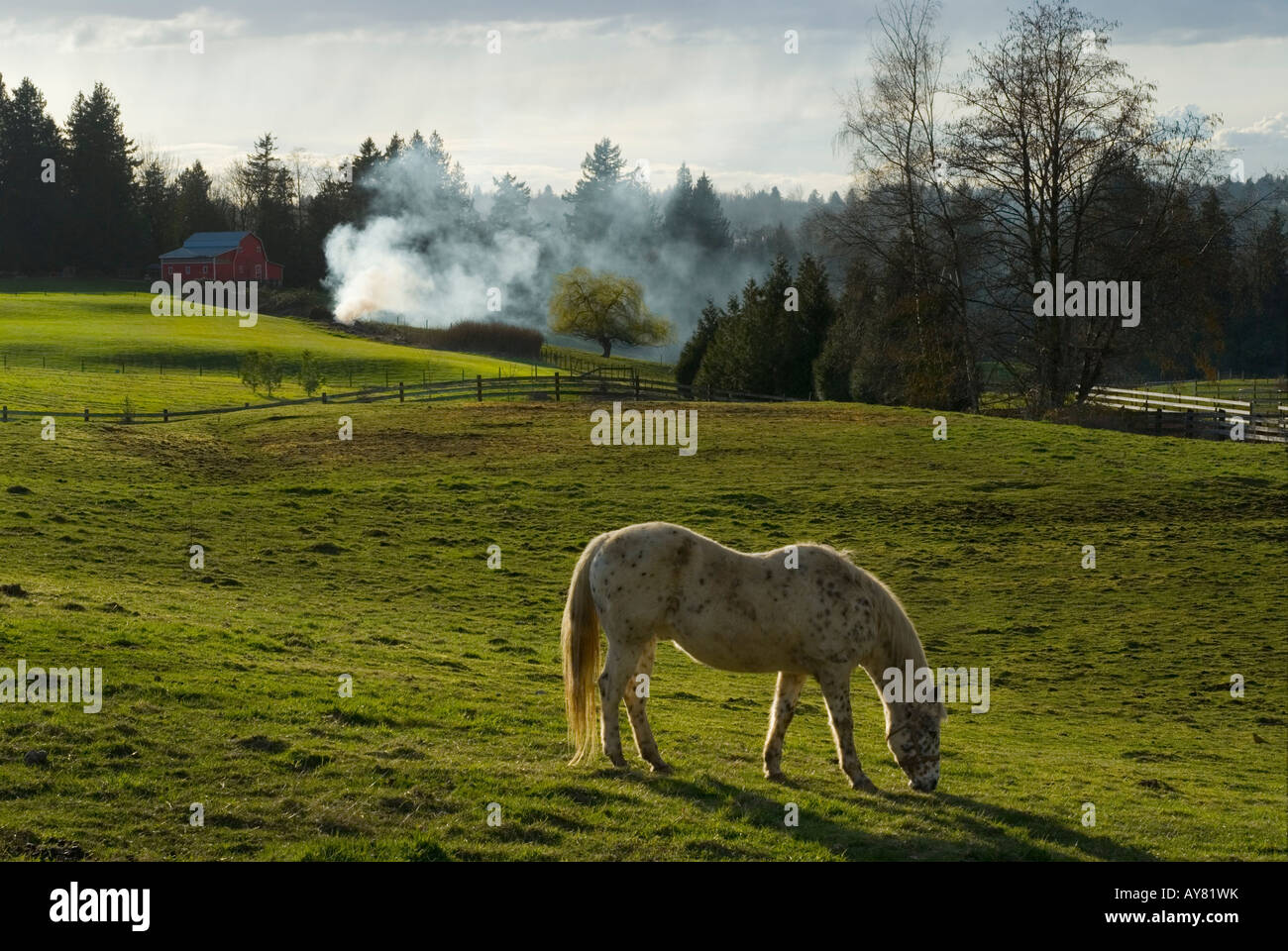 Horse grazing in a field with a small fire burning in the distance Stock Photo