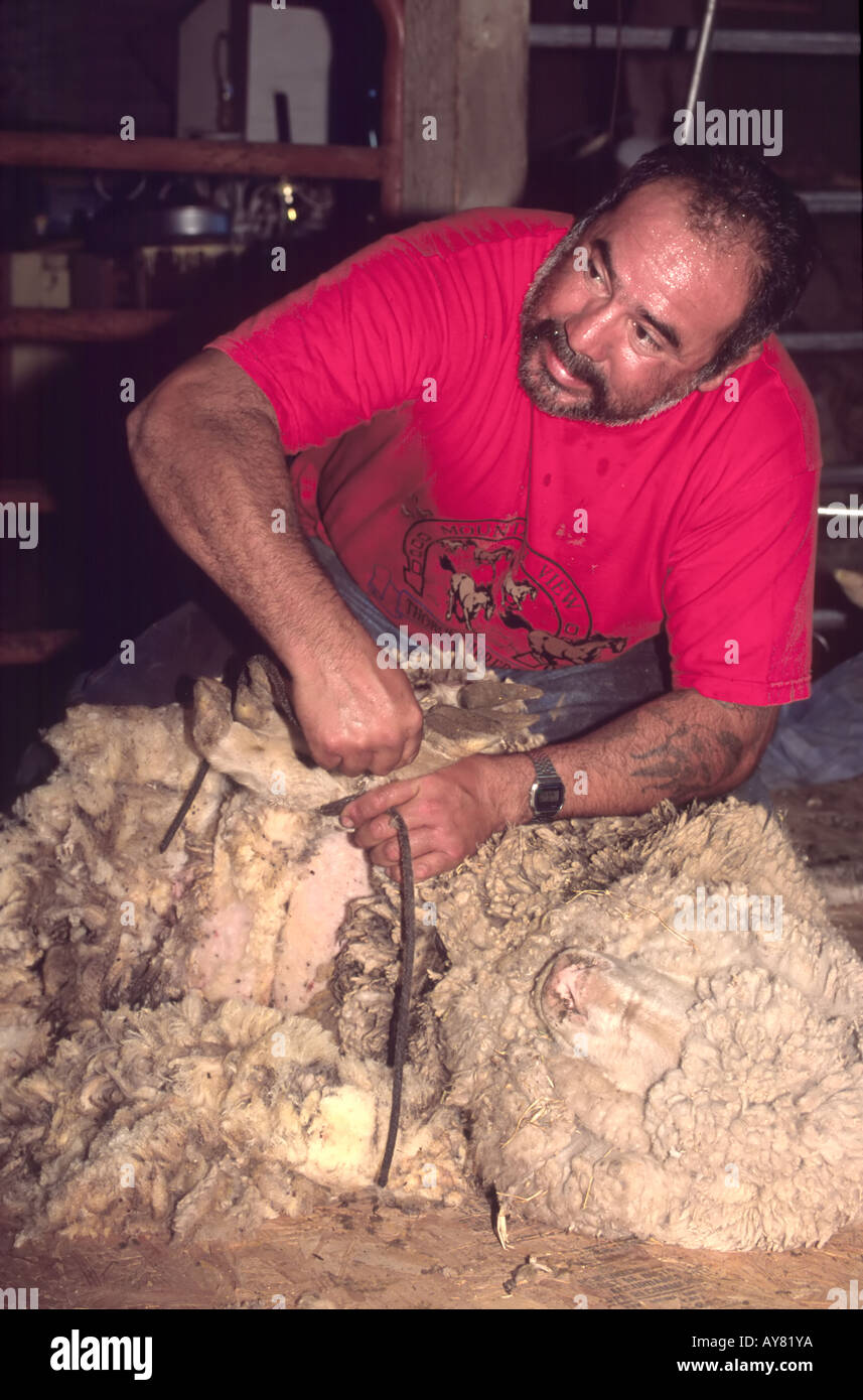 A Hispanic man shearing sheep on the Bar-Guitar Ranch, in Picacho, New Mexico. Stock Photo