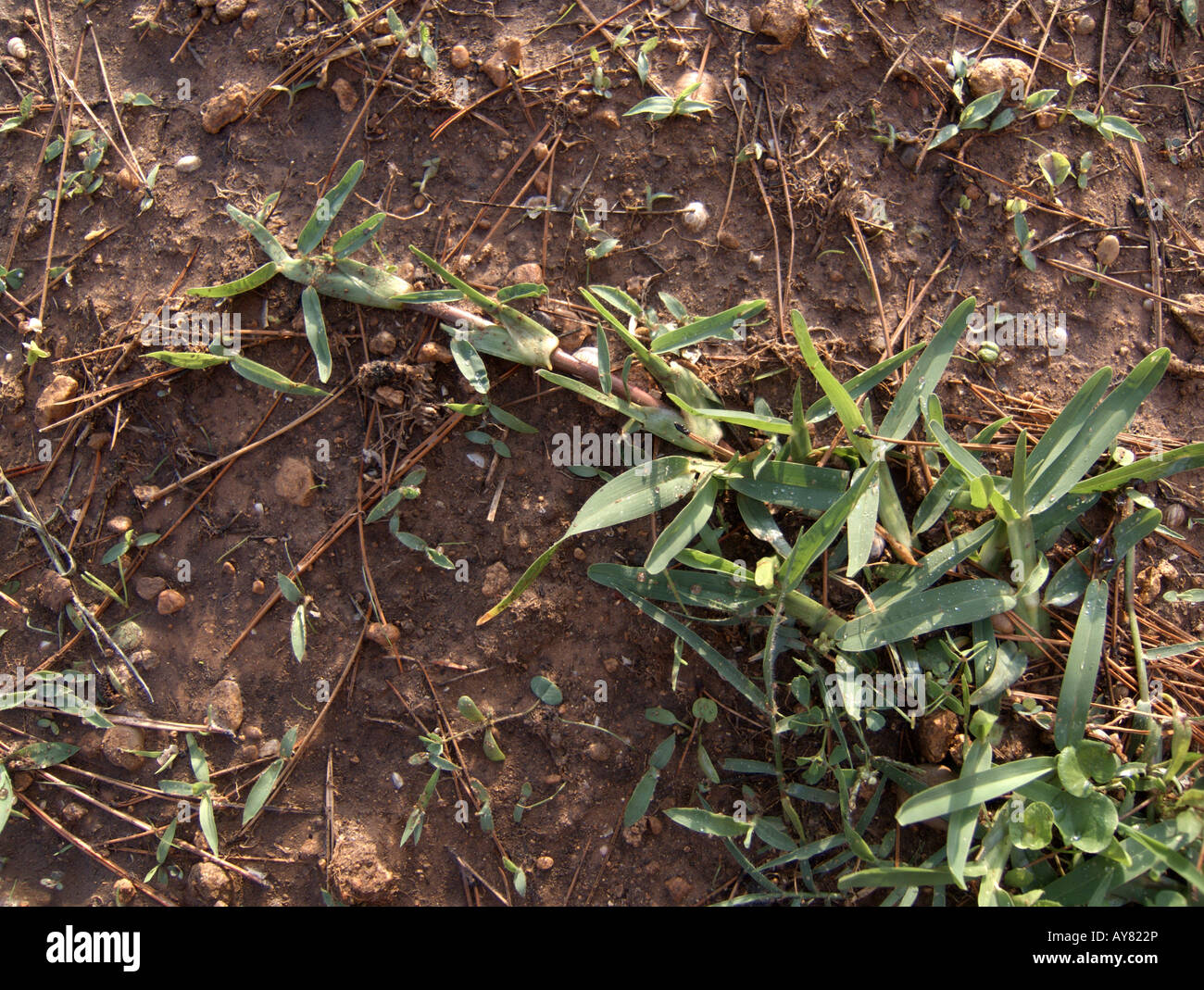 Lawn of couch grass "Elytrigia repens" (Synonyms: "Triticum repens L", "Agropyron repens", "P Beauv", "Elymus repens L Gould") Stock Photo