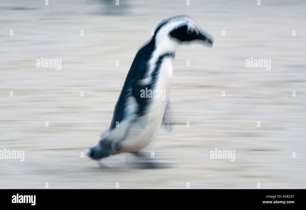 African Penguin Running Stock Photo