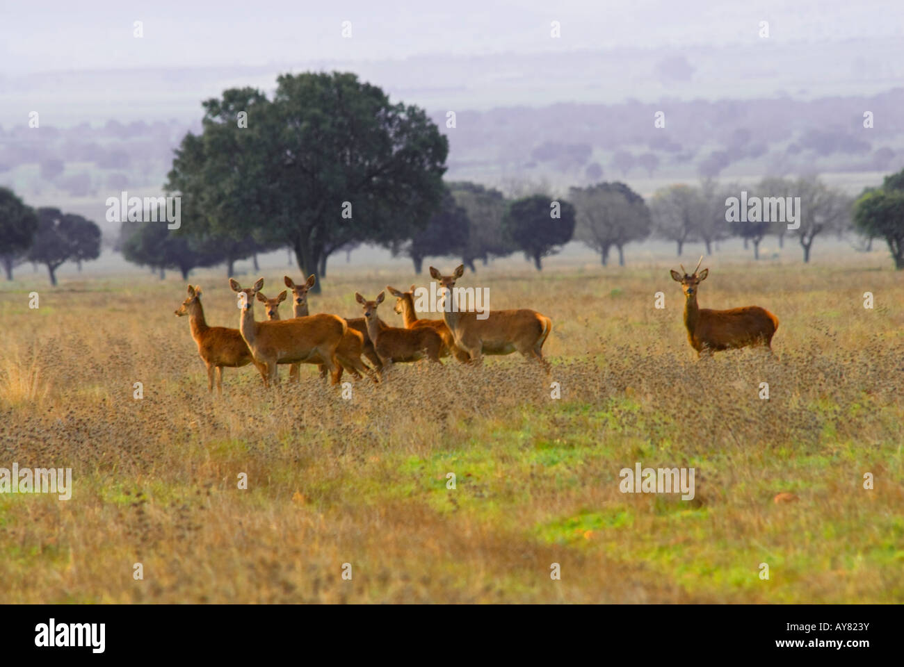 Manada de ciervos en la raña. Parque Nacional de Cabañeros Stock Photo