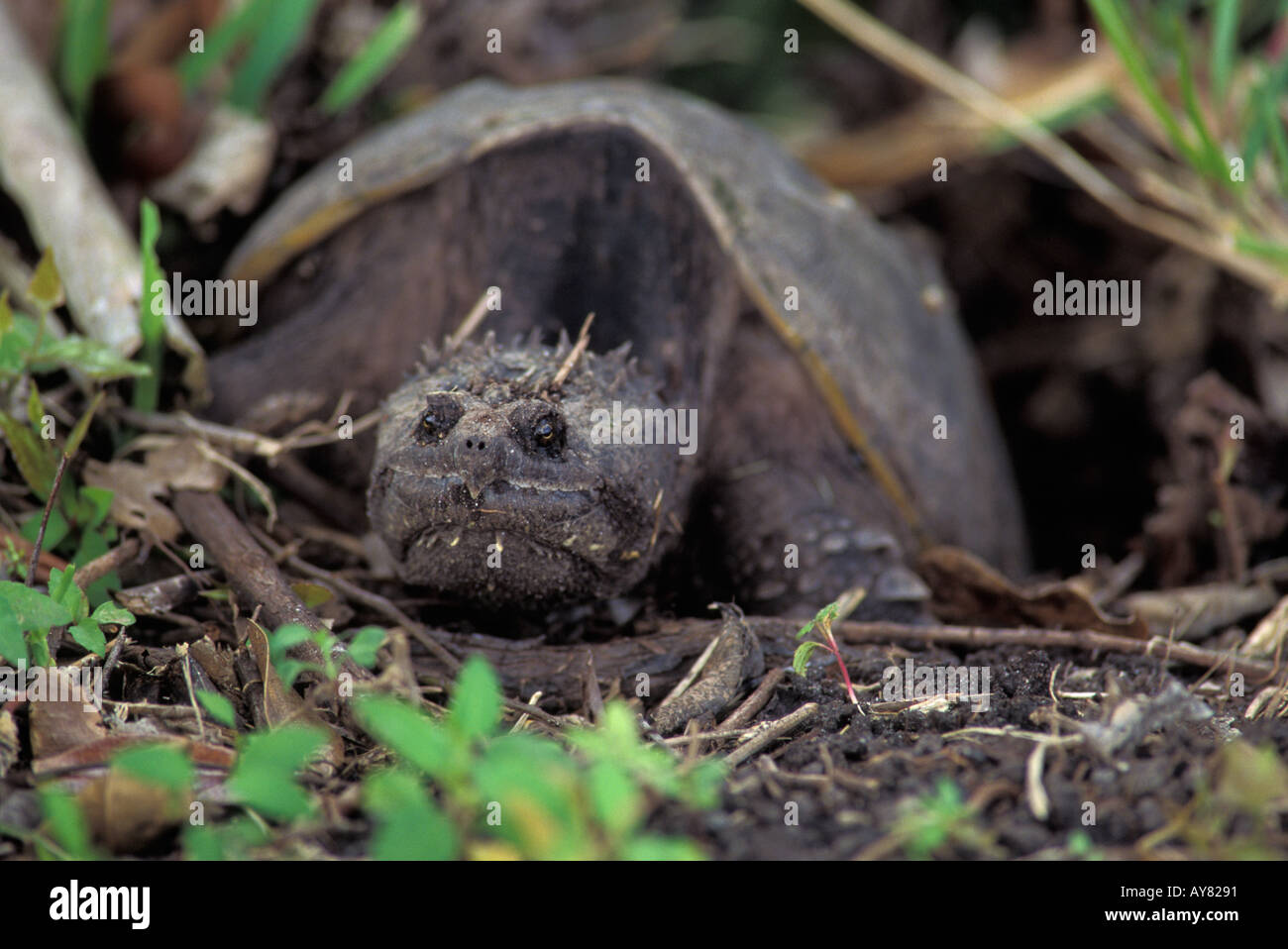 Common snapping turtle Chelydra serpentina laying eggs Florida USA Stock Photo