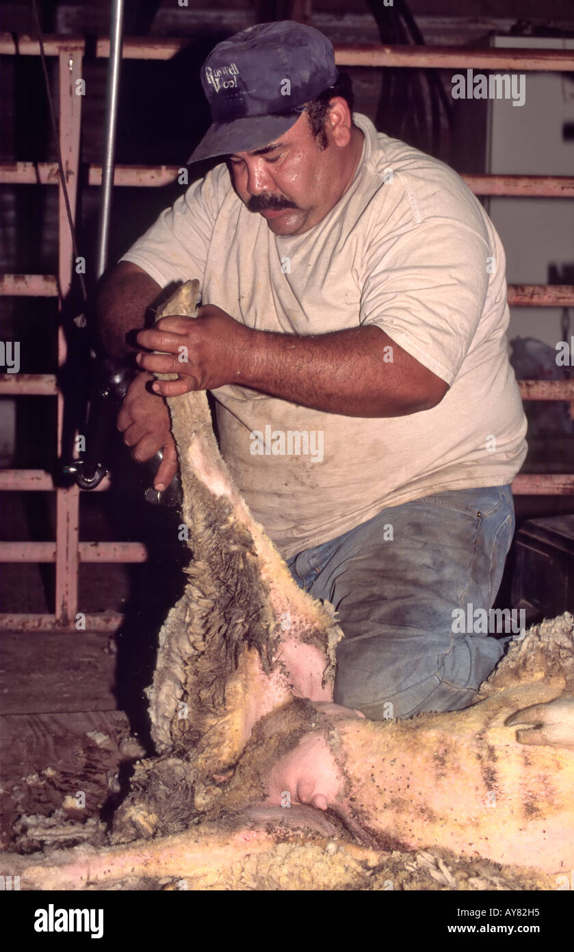 A Hispanic man shearing sheep on the Bar-Guitar Ranch, in Picacho, New Mexico. Stock Photo