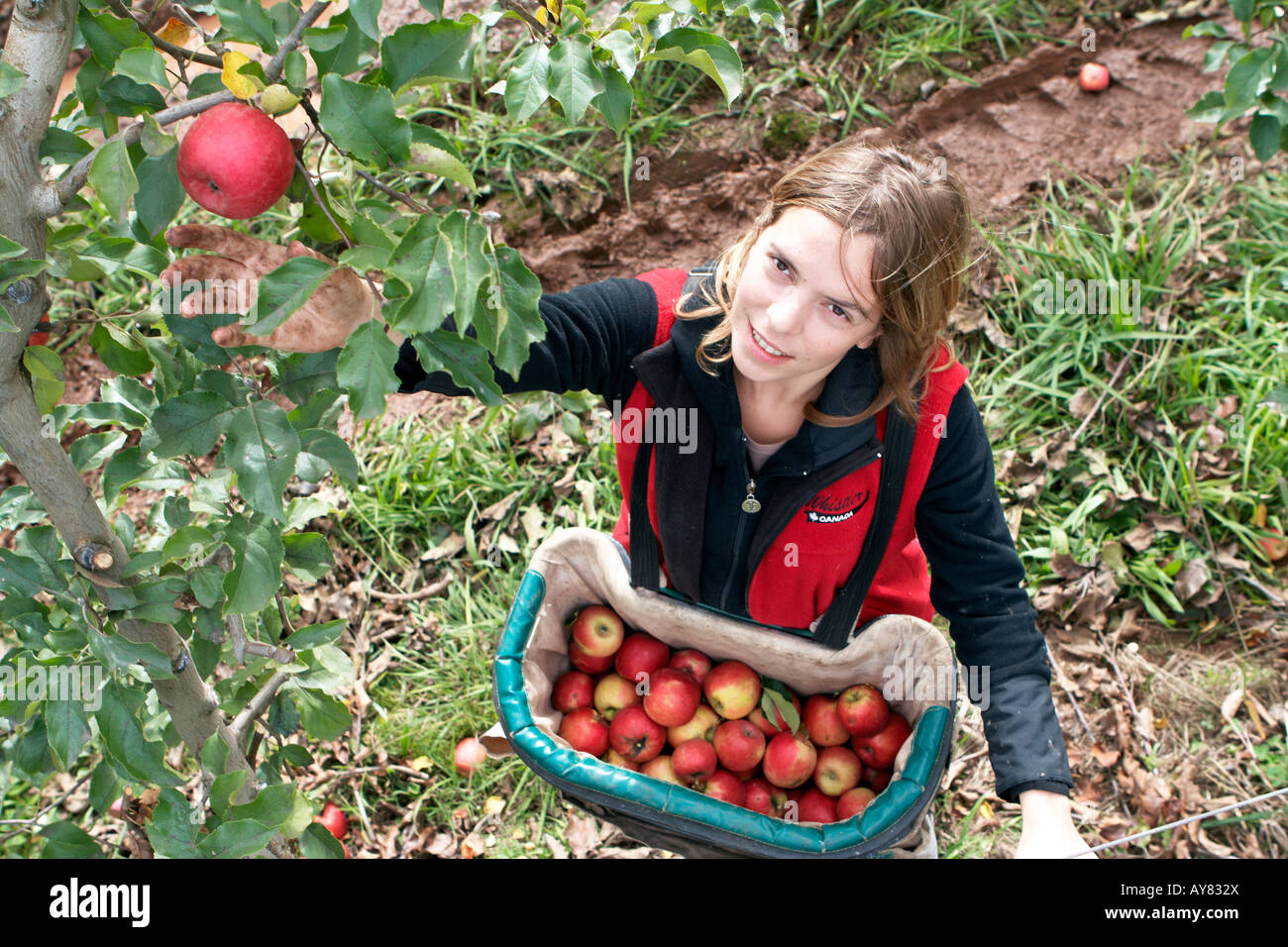woman picking pink lady apples, Victoria, Australia Stock Photo Alamy