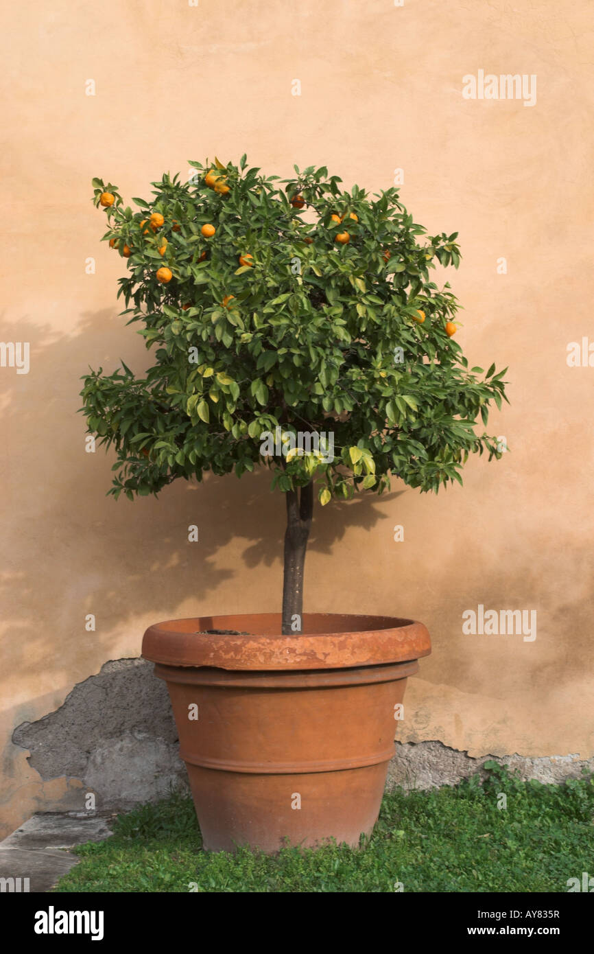 Close up Orange citrus Tree planted in a terracotta pot, Rome, Italy Stock Photo