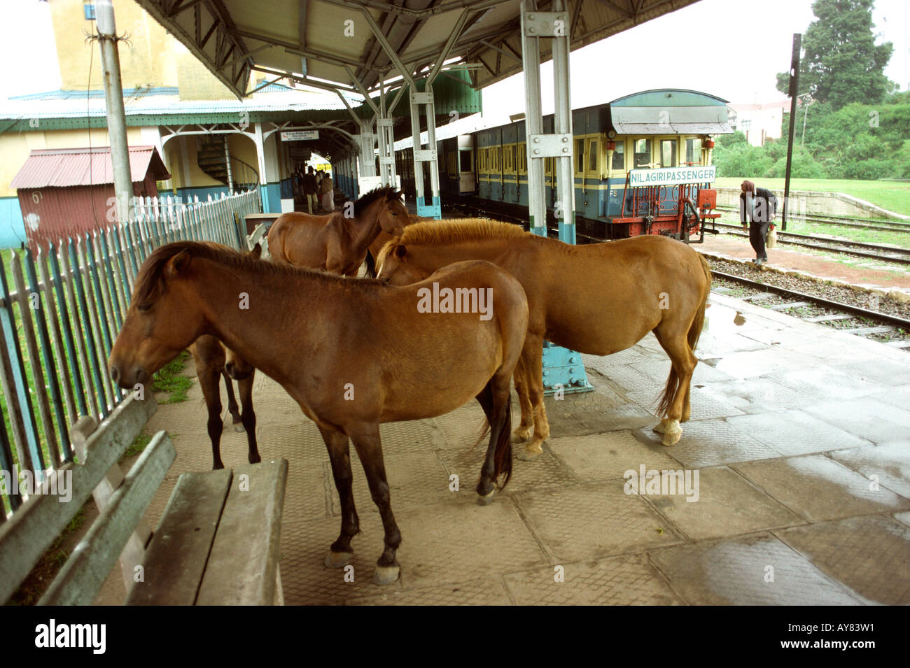India Tamil Nadu Ootacamund Niligiri express rack train transport animals horses on station