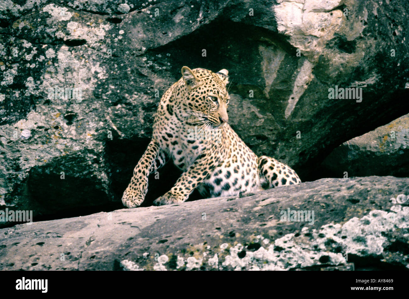Masai mara safari sighting hi-res stock photography and images - Alamy