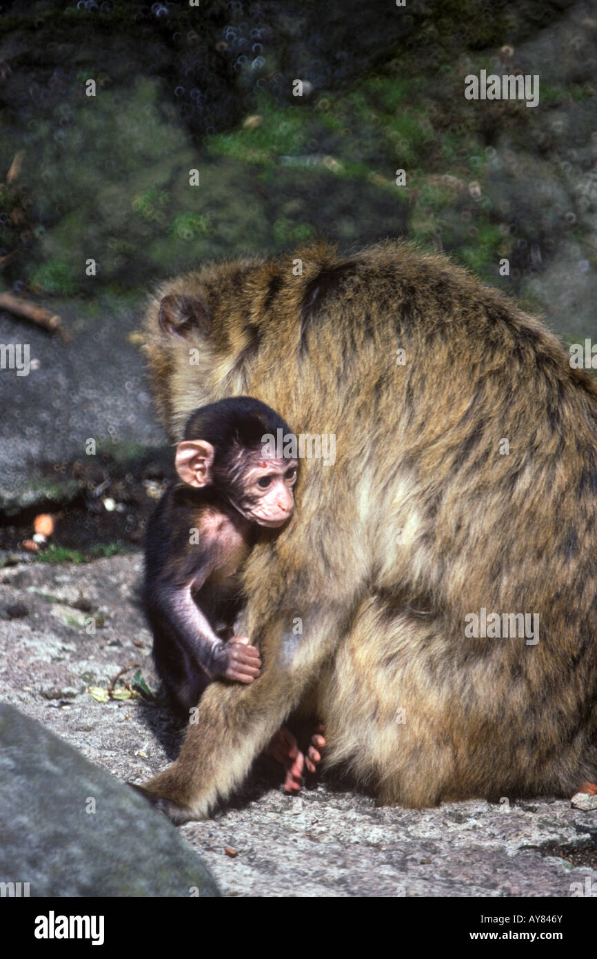 Barbary macaque monkeys Edinburgh zoo Stock Photo