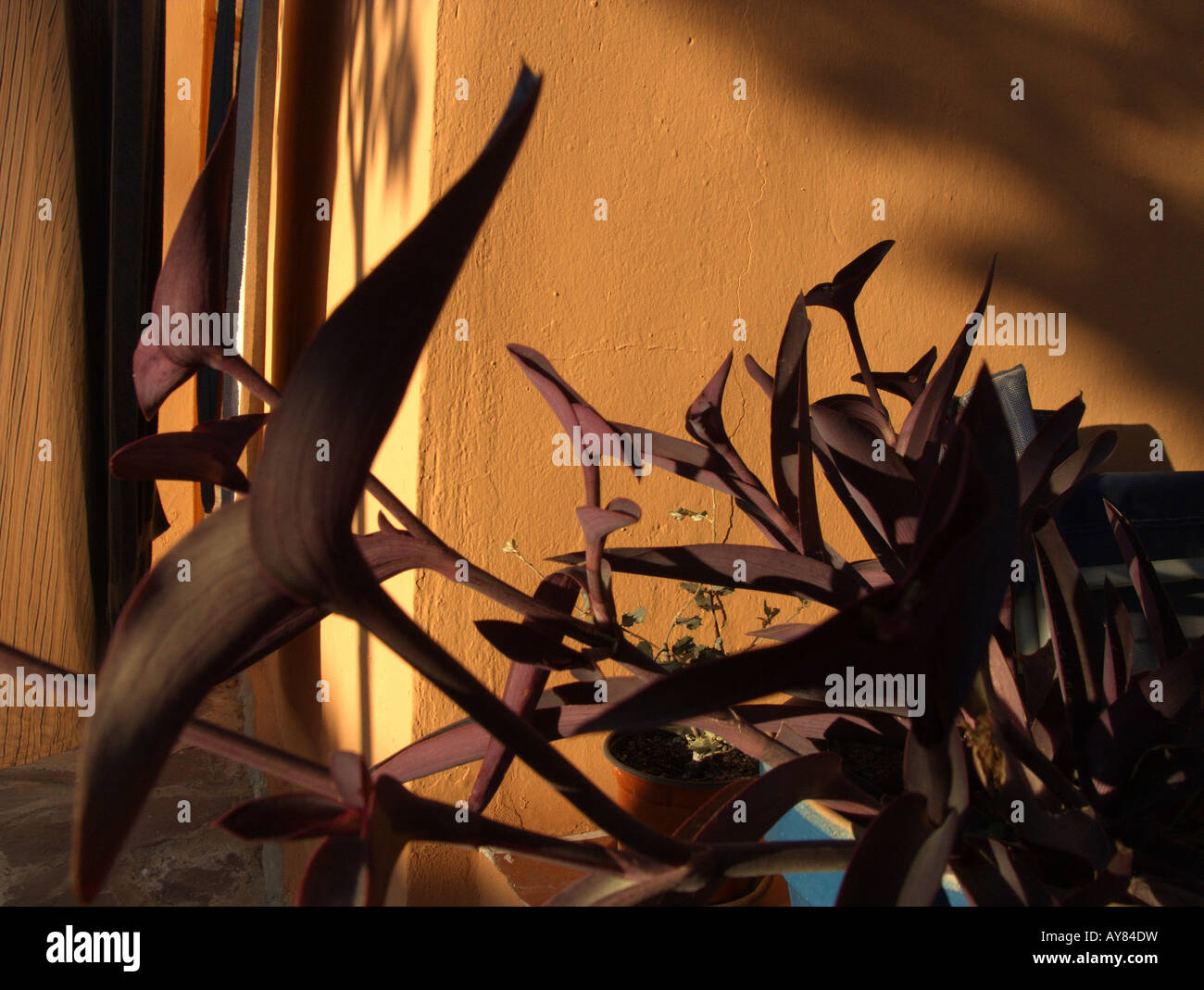 Succulent plant Wandering Jew ('Tradescantia pallida' aka 'Setcreasea purpurea') Stock Photo