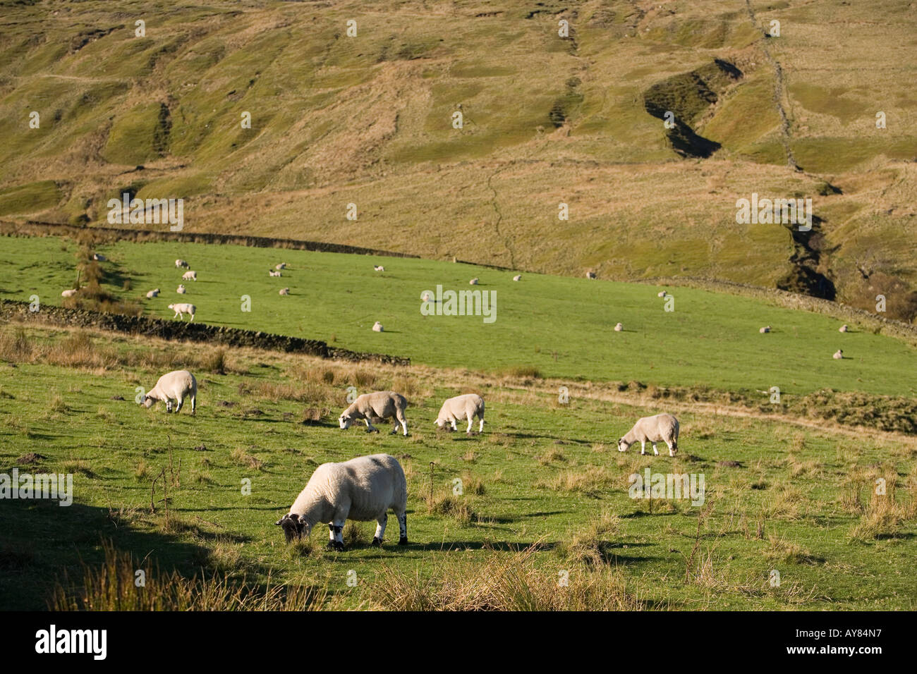 UK Yorkshire Holmfirth Lane Sheep grazing at margin of Holme Moss Moor Stock Photo